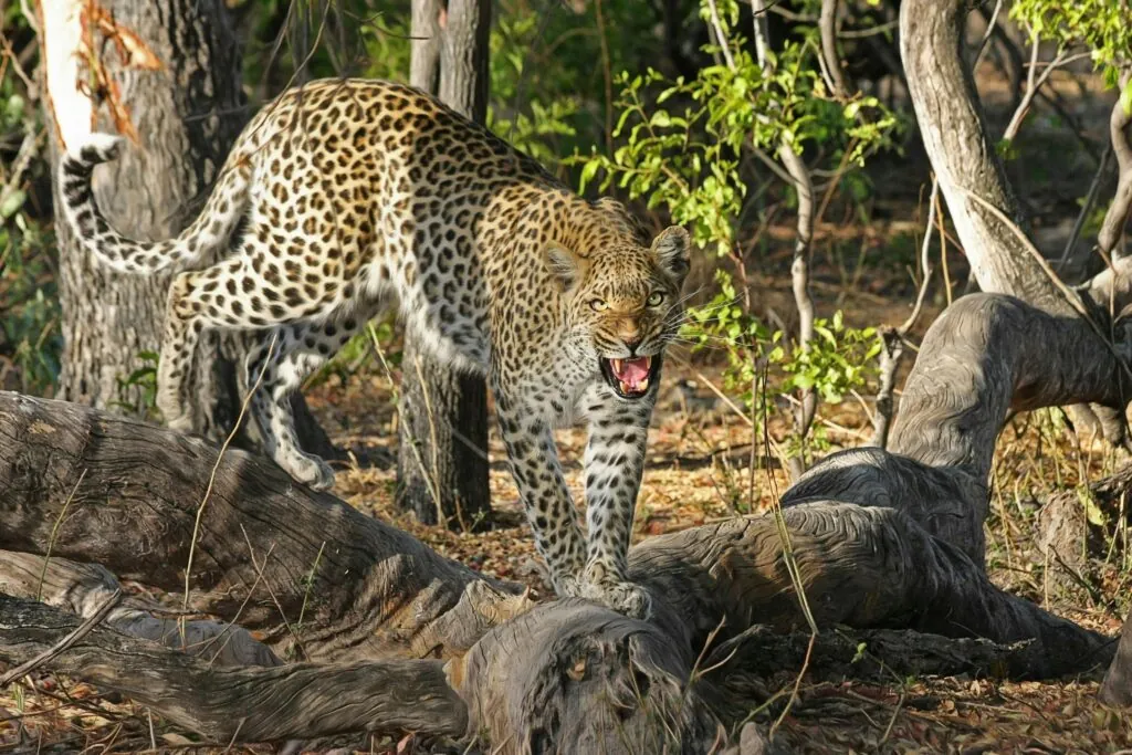 Safari aérien au Botswana