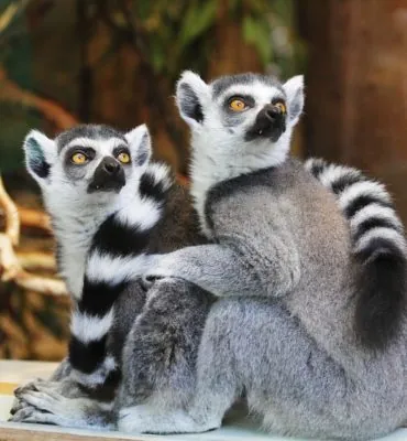 Afrique