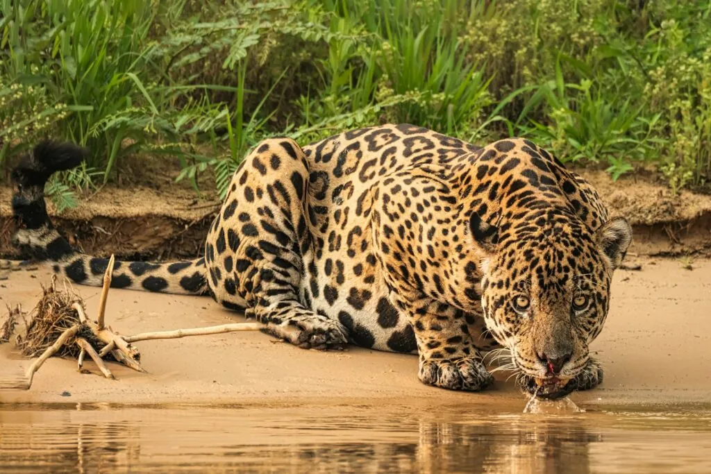 Observer le jaguar dans le Pantanal