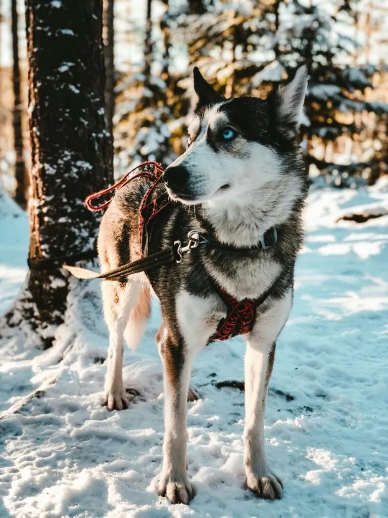 La grande aventure en traineaux à chiens